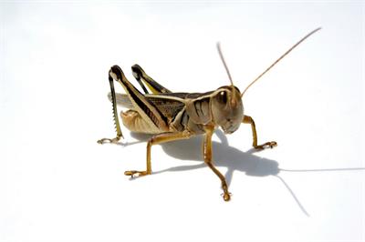 "Grasshopper" by Shaun Zeno